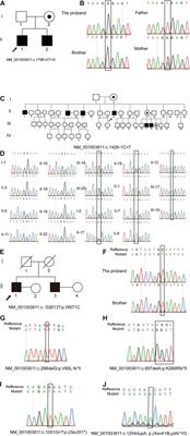 Novel Hemizygous Mutations of TEX11 Cause Meiotic Arrest and Non-obstructive Azoospermia in Chinese Han Population